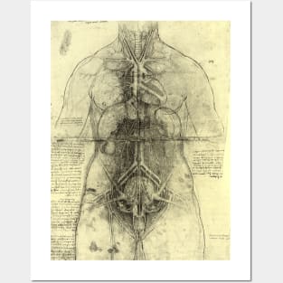 Human Anatomy Female Torso by Leonardo da Vinci Posters and Art